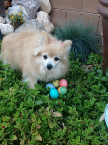 Happy Easter It's the Pommy's first Easter egg hunt
