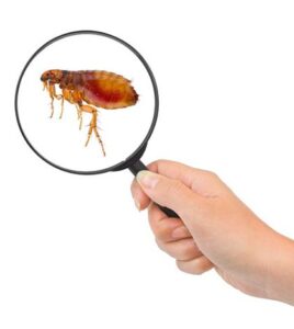 Spot On Flea treatments