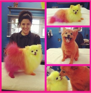 color your Pomeranians hair