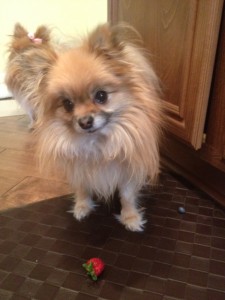 Niko with a strawberry