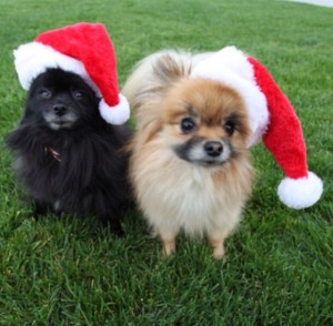 A letter to Santa Paws