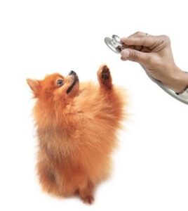 Pomeranian having trouble breathing