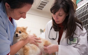 Pomeranian emergencies