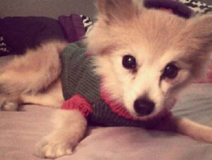 puppy mill survivor