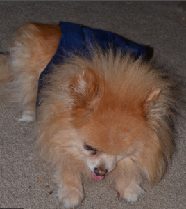 Seizures in Pomeranians