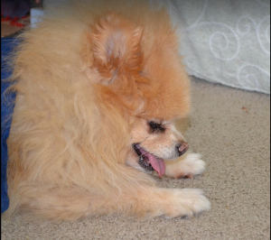 Pomeranian Has a Seizure