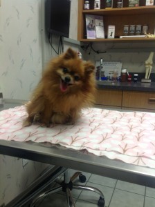 Sophia at the Vet
