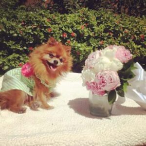 A Pommy Mommy Wedding