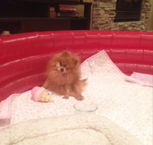 Pomeranian Puppy training