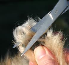 Trimming Pomeranian Paw Pads