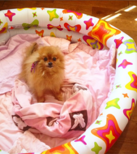 Pomeranian puppy training