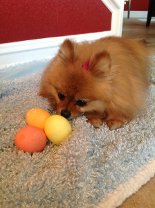 The Pommy's first Easter egg hunt