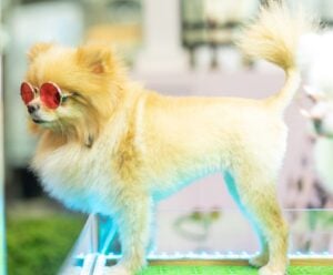 Pomeranian Hair Groth