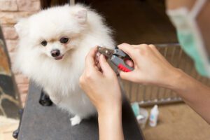 important facts about Pomeranians