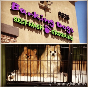 trip to the groomer