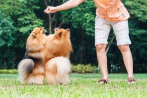 important facts about Pomeranians