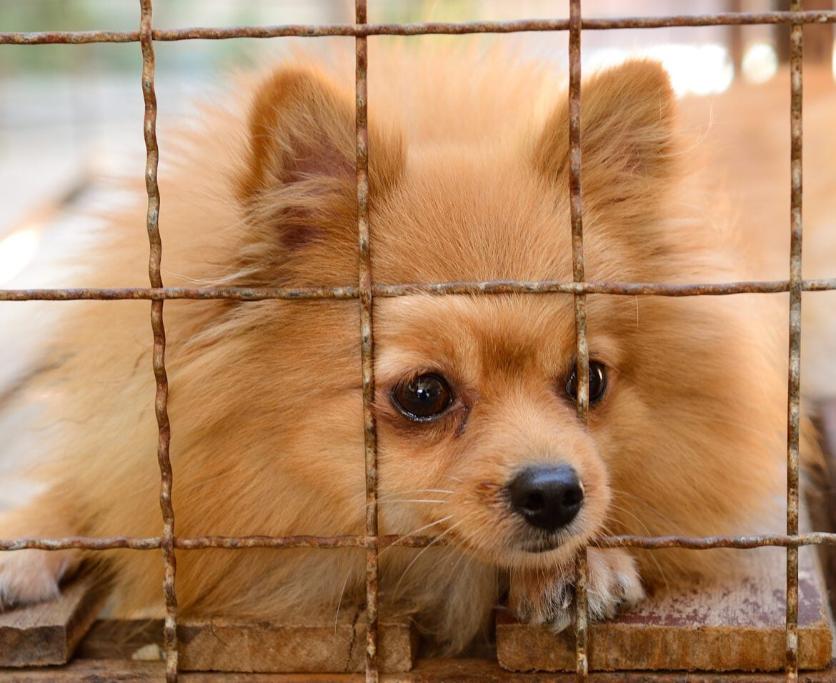 Pomeranian Rescue Directory