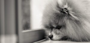 Separation anxiety in Pomeranians