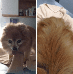 Acupuncture for Pomeranians