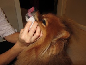 brush your Pomeranians teeth