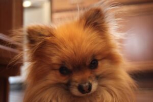 How Long do Pomeranians live?