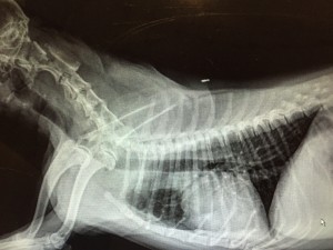 Collapsed Trachea in Pomeranians