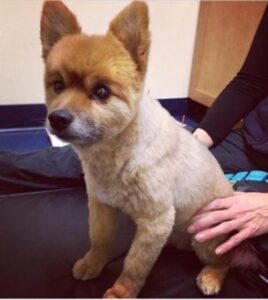 Acupuncture for Pomeranians