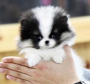 How Long do Pomeranians live?