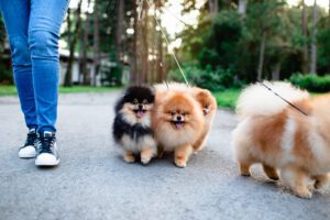 Pomeranian exercise