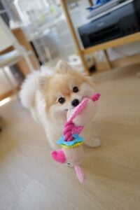 Pomeranian exercise