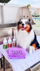 Pro tips for Pomeranian Bath Time