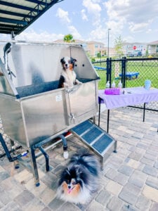 Pro tips for Pomeranian Bath Time