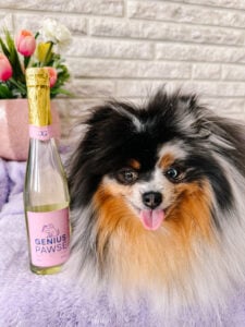 Genius Dog Subscription Box